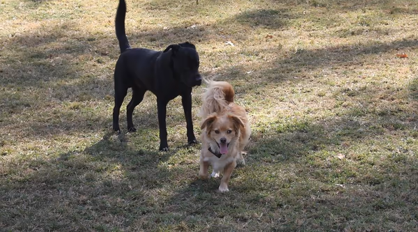 Raising Cane's Dog Park at City-Brooks Community Park